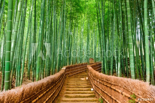 Image de Kyoto Japan Bamboo Forest